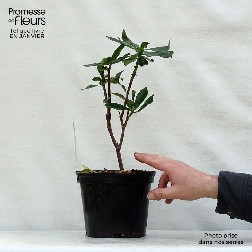 Daphne odora - Fragrant Daphne 1L/1.5L pot sample as delivered in winter