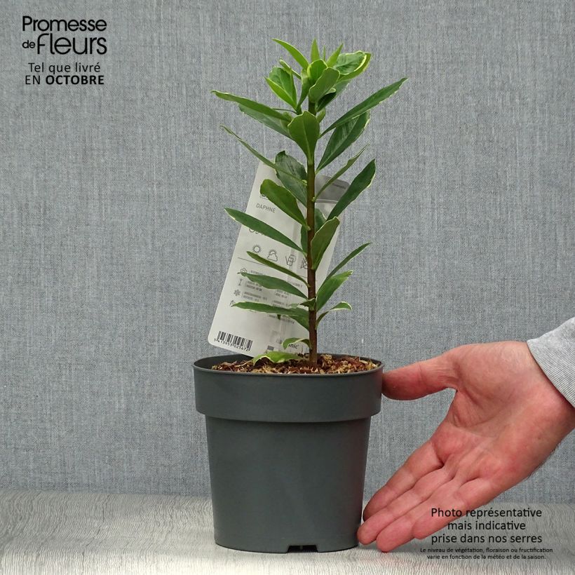 Daphne odora Aureomarginata 2L/3L pot sample as delivered in autumn