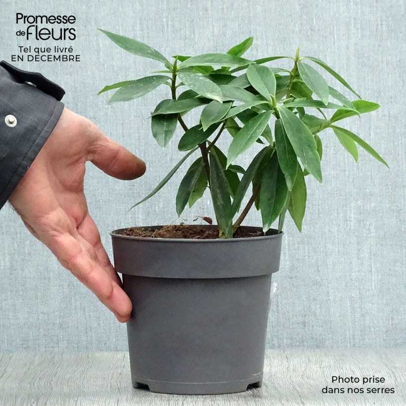 Daphne odora Sweet Amethyst 1L/1.5L pot sample as delivered in winter