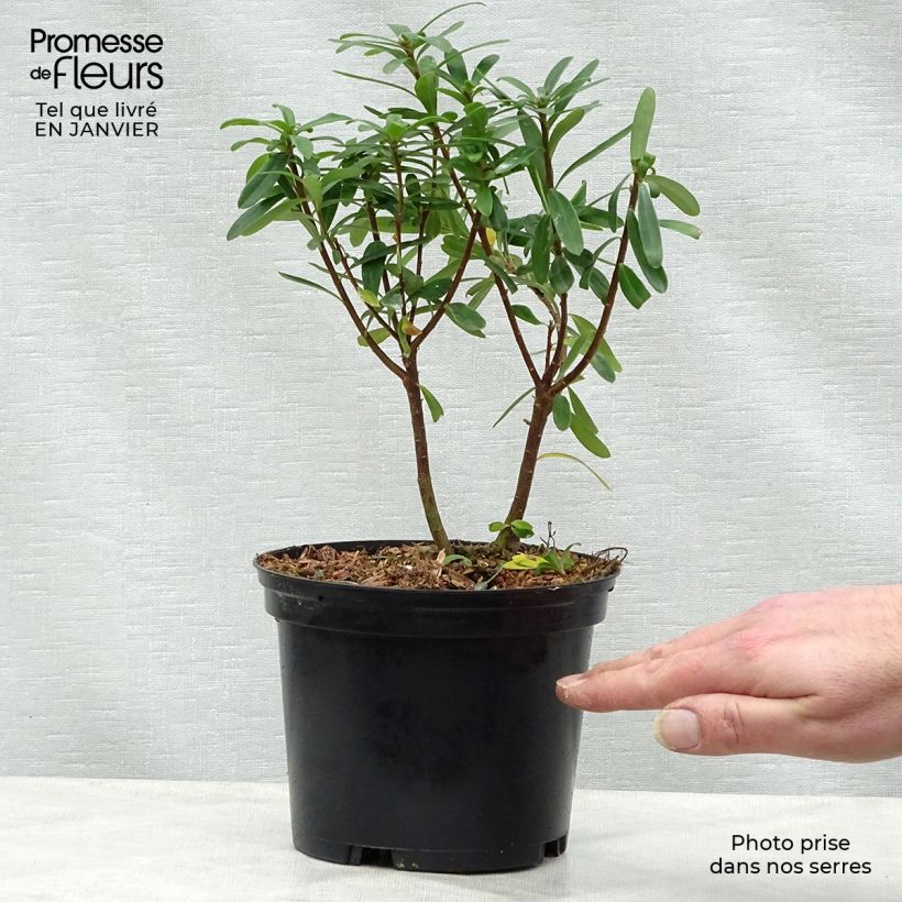 Daphne x bholua Spring Beauty 2L/3L pot sample as delivered in winter