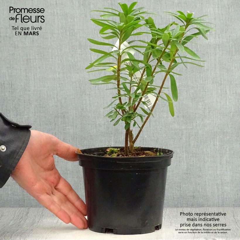 Daphne x bholua Spring Beauty 2L/3L pot sample as delivered in spring