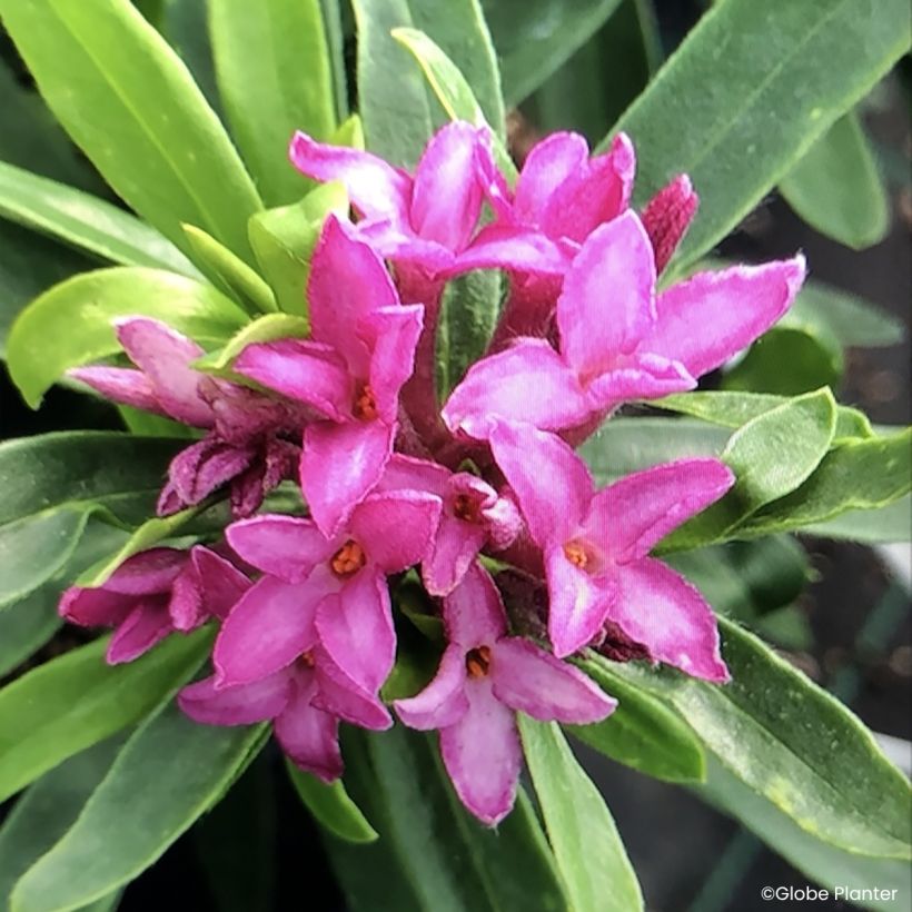 Daphne transatlantica Bella Rose (Flowering)