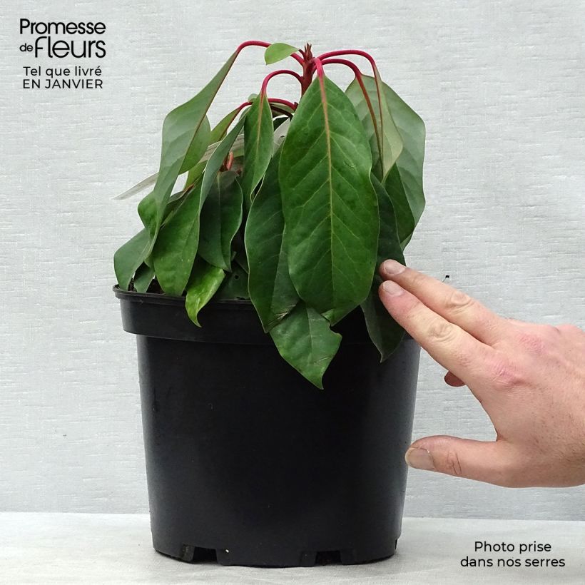 Daphniphyllum himalayense subsp. macropodum 2L/3L pot sample as delivered in winter