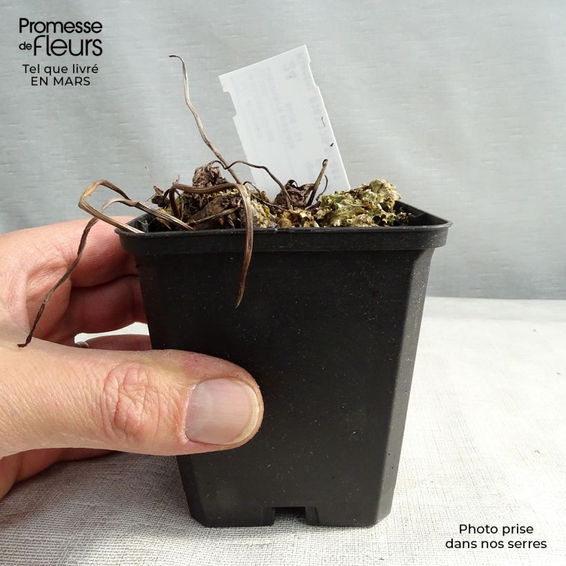 Darmera peltata 8/9 cm pot sample as delivered in spring