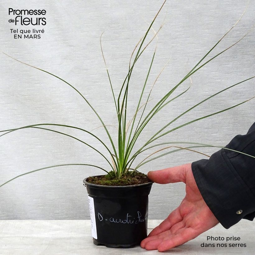 Dasylirion acrotrichum - Sotol 12cm pot sample as delivered in spring