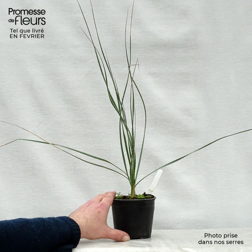 Dasylirion cedrosanum - Sotol 12cm pot sample as delivered in winter