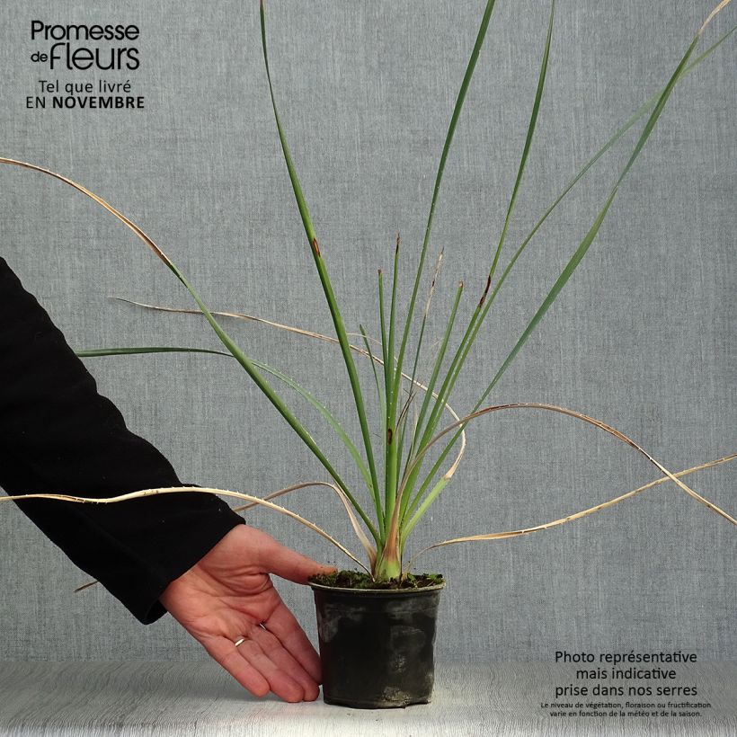 Dasylirion cedrosanum - Sotol 12cm pot sample as delivered in autumn