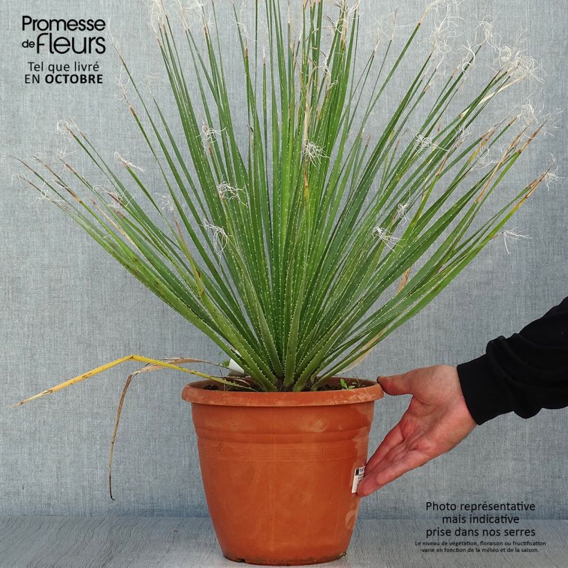 Dasylirion glaucophyllum - Sotol 7.5L/10L pot sample as delivered in autumn