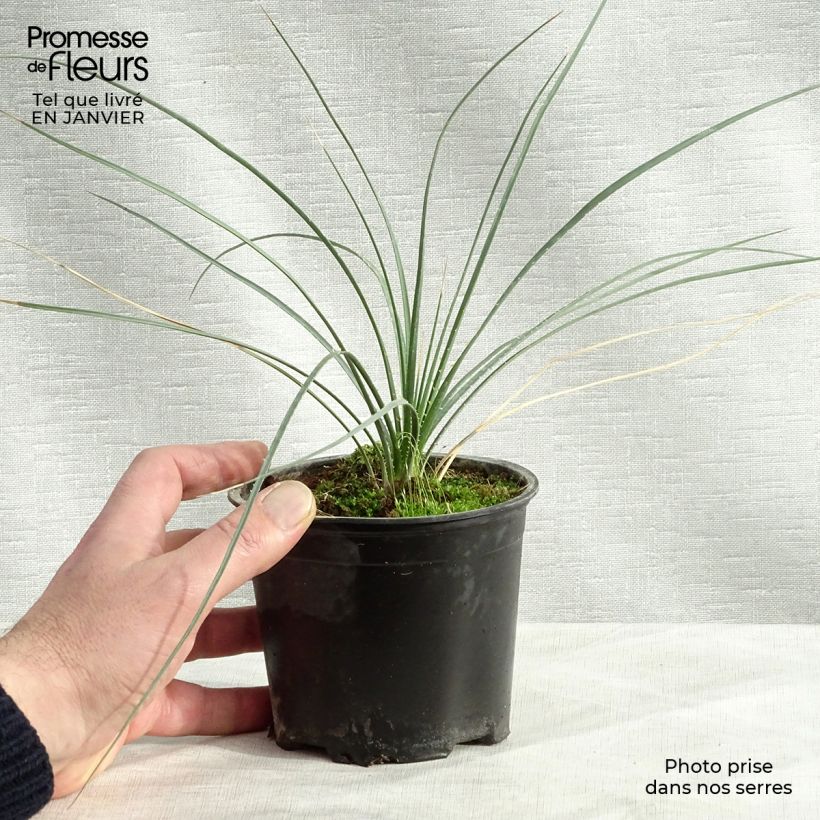 Dasylirion leiophyllum - Sotol 12cm pot sample as delivered in winter