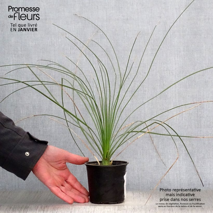 Dasylirion longissimum - Sotol 12cm pot sample as delivered in winter