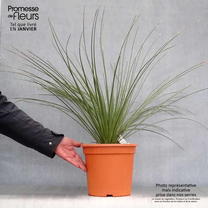 Dasylirion longissimum - Sotol 7.5L/10L pot sample as delivered in winter