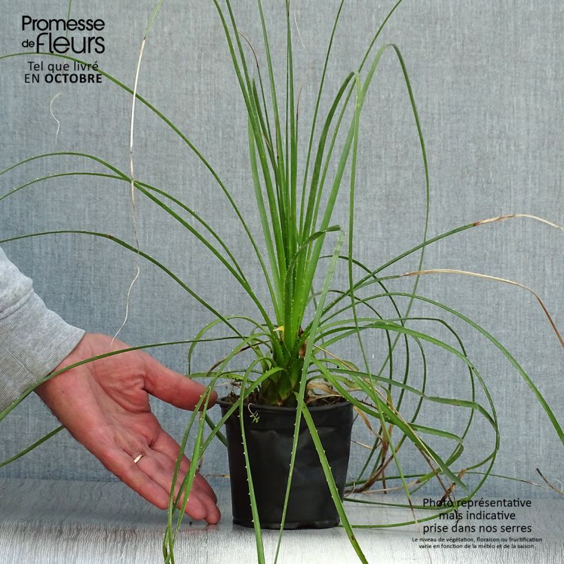 Dasylirion lucidum - Sotol 12cm pot sample as delivered in autumn
