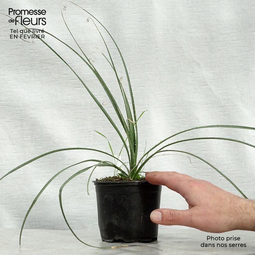 Dasylirion miquihuanensis - Sotol 12cm pot sample as delivered in winter