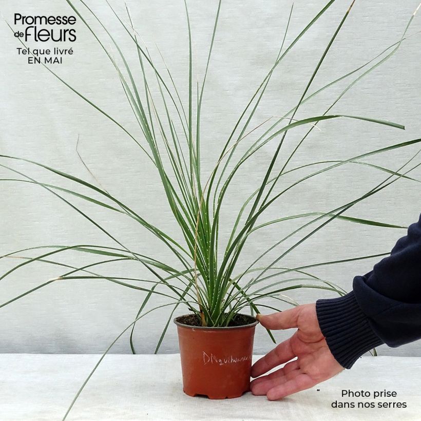 Dasylirion miquihuanensis - Sotol 12cm pot sample as delivered in spring