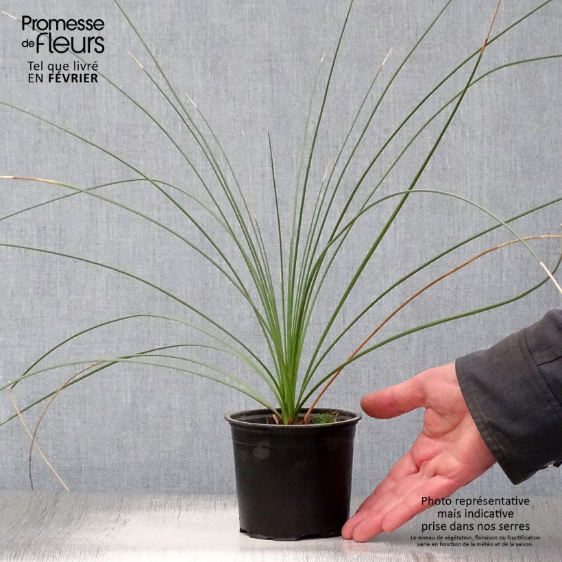 Dasylirion quadrangulatum - Sotol 12cm pot sample as delivered in winter