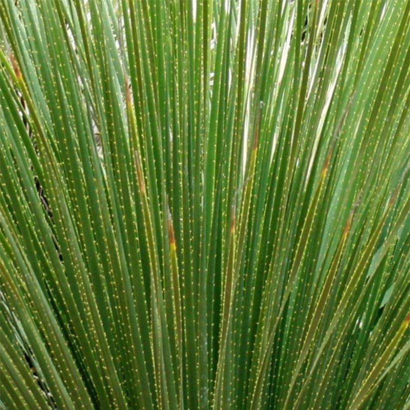 Dasylirion serratifolium - Sotol (Foliage)