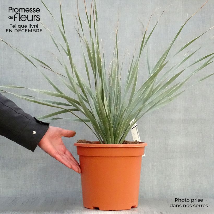 Dasylirion wheeleri - Sotol 7.5L/10L pot sample as delivered in winter