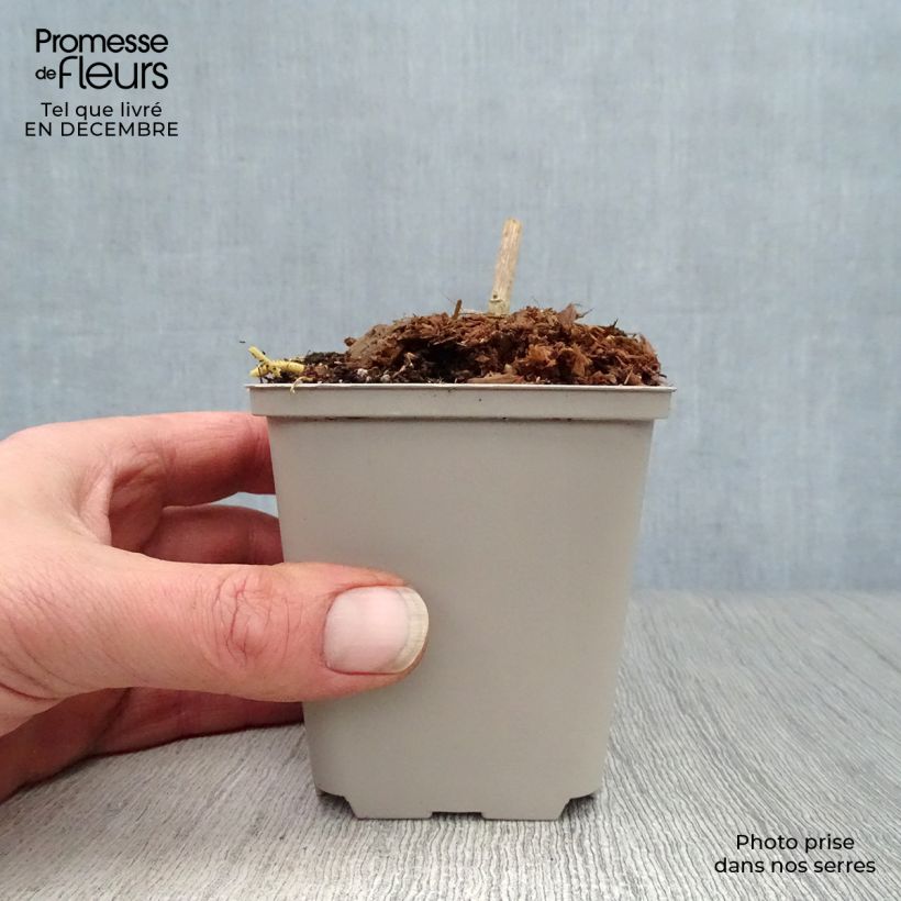 Datisca cannabina - Cretan Hemp 8/9 cm pot sample as delivered in winter