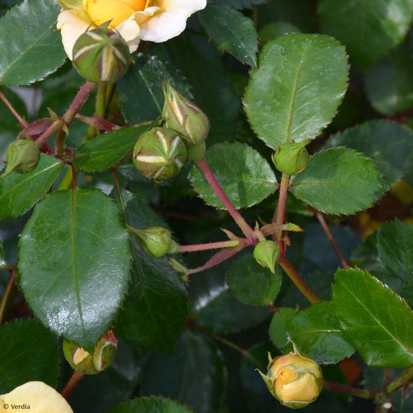 Rosa Soleya - Shrub Rose (Foliage)
