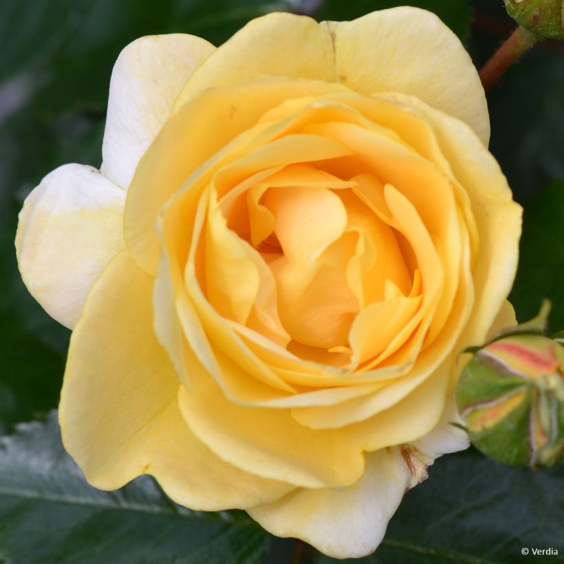 Rosa Soleya - Shrub Rose (Flowering)