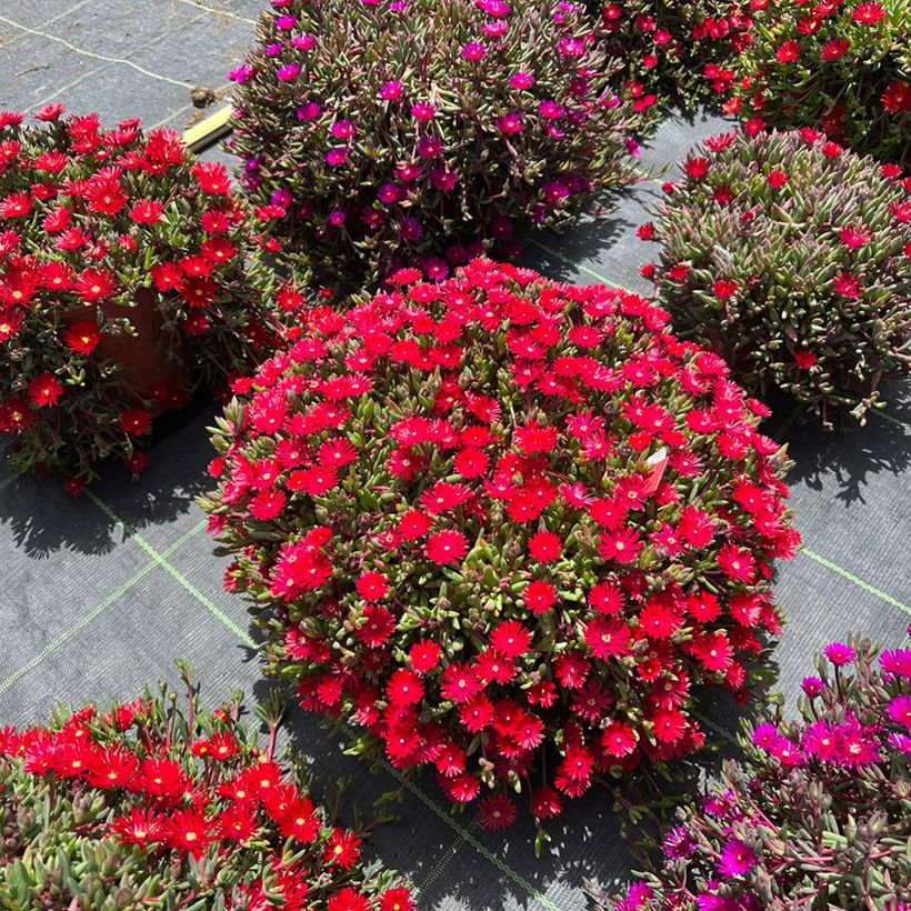 Delosperma Desert Dancers Red - Ice Plant (Plant habit)