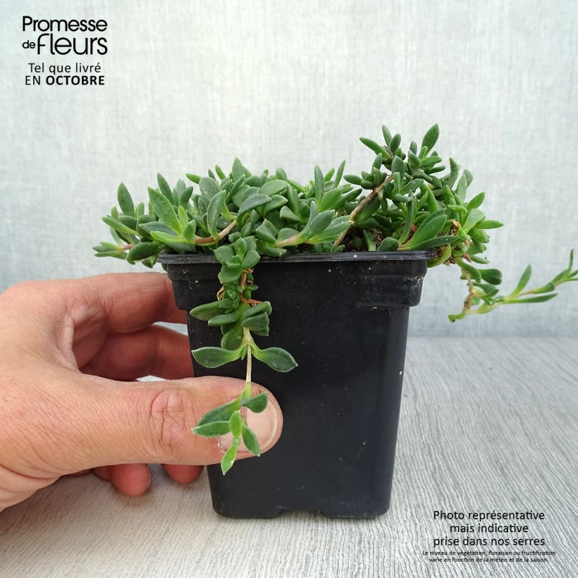 Delosperma cooperi Table Mountain 7/8 cm pot sample as delivered in autumn