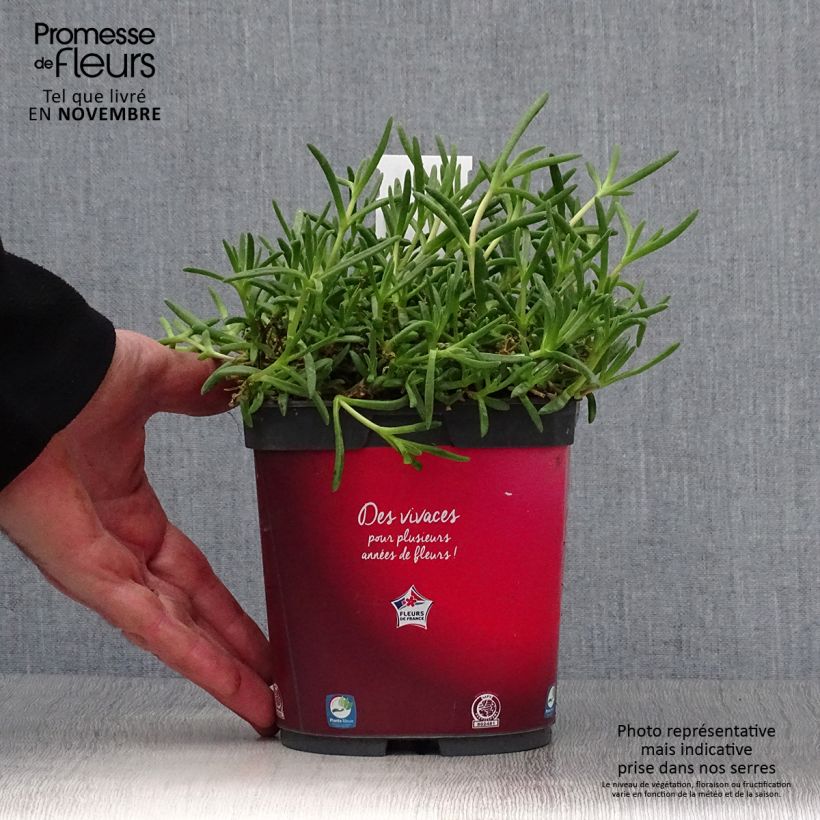 Delosperma Wheels of Wonder Fire - Ice Plant 2L/3L pot sample as delivered in autumn