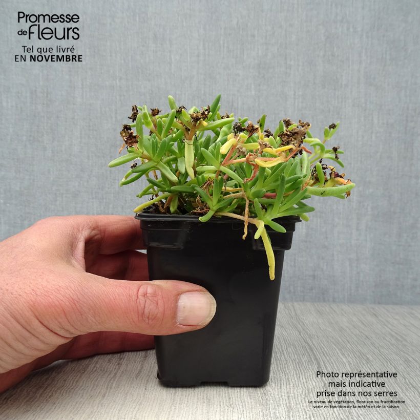 Delosperma Wheels of Wonder Fire - Ice Plant 7/8 cm pot sample as delivered in autumn