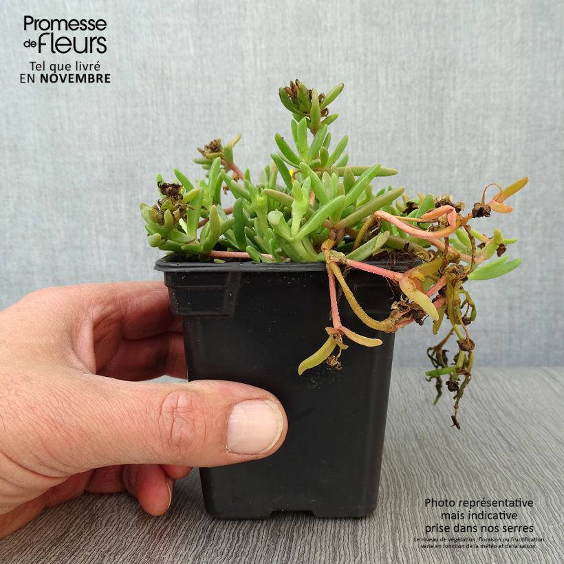 Delosperma Wheels of Wonder Golden - Ice Plant 7/8 cm pot sample as delivered in autumn
