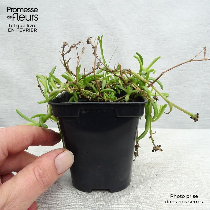 Delosperma Wheels of Wonder Golden - Ice Plant 7/8 cm pot sample as delivered in winter
