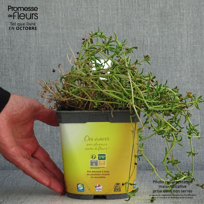 Delosperma Wheels of Wonder Golden - Ice Plant 2L/3L pot sample as delivered in autumn