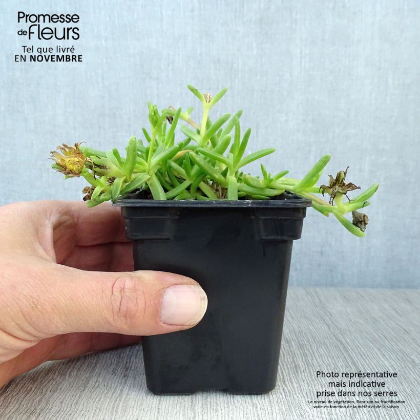 Delosperma Wheels of Wonder Hot Pink - Ice Plant 7/8 cm pot sample as delivered in autumn