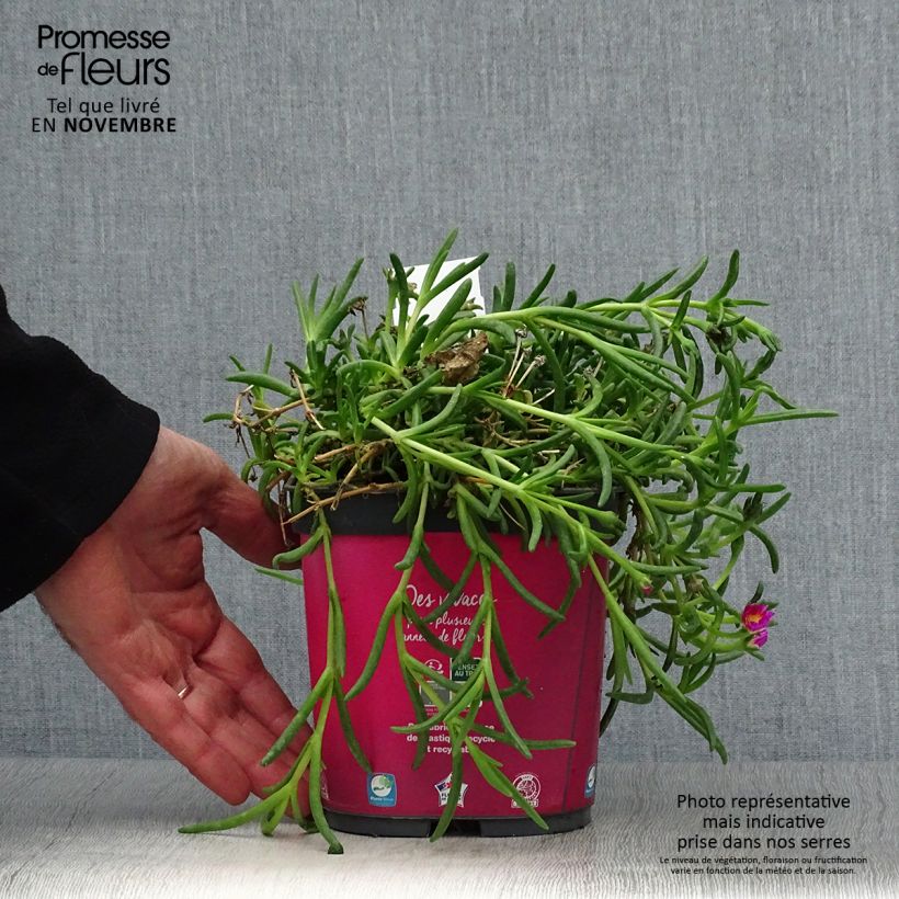 Delosperma Wheels of Wonder Hot Pink - Ice Plant 2L/3L pot sample as delivered in autumn