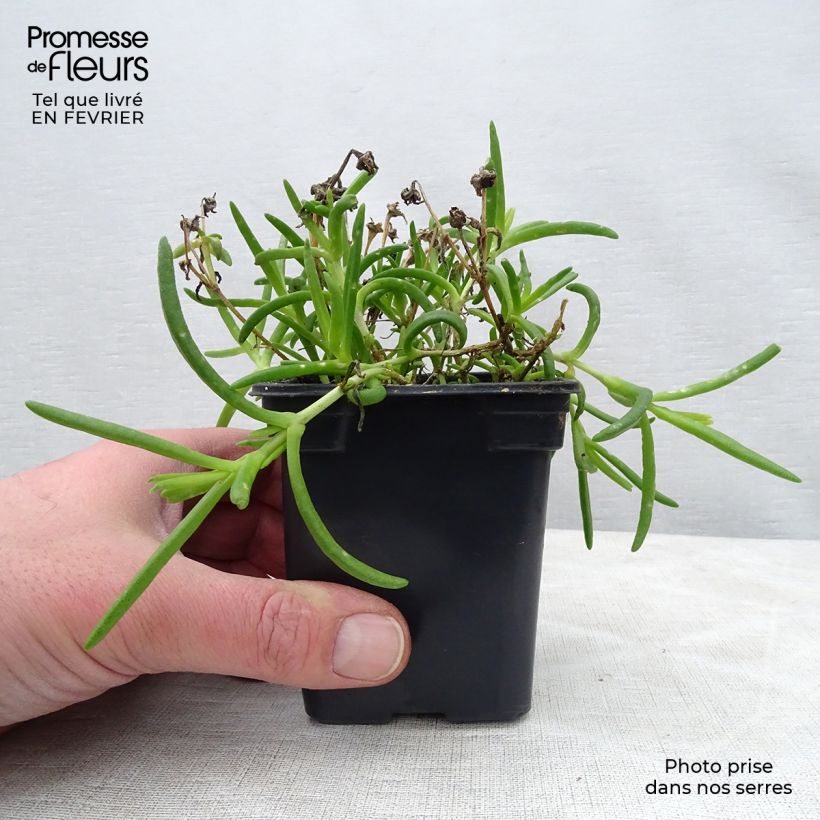 Delosperma Wheels of Wonder Hot Pink - Ice Plant 7/8 cm pot sample as delivered in winter