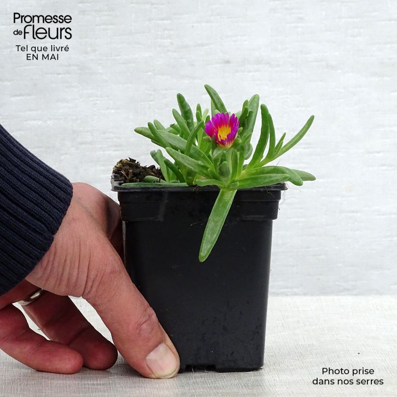 Delosperma Wheels of Wonder Hot Pink - Ice Plant 7/8 cm pot sample as delivered in spring