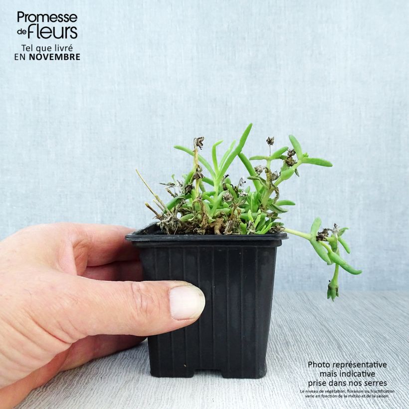 Delosperma Wheels of Wonder Orange - Ice Plant 7/8 cm pot sample as delivered in autumn
