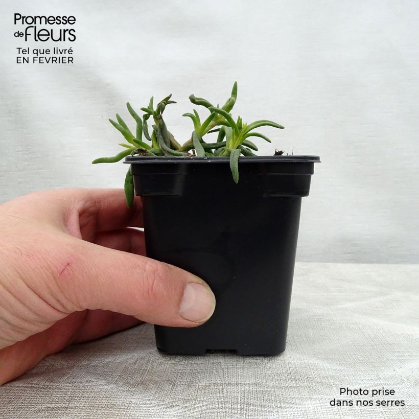 Delosperma Wheels of Wonder Orange - Ice Plant 7/8 cm pot sample as delivered in winter