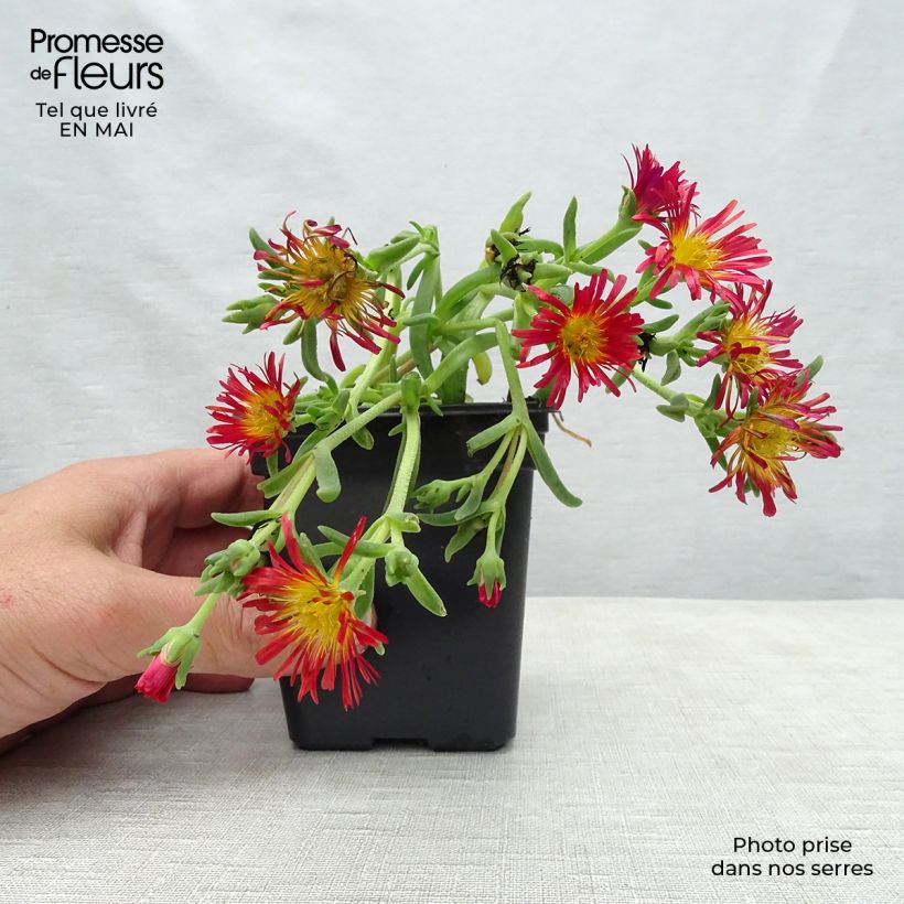 Delosperma Wheels of Wonder Orange - Ice Plant 7/8 cm pot sample as delivered in spring