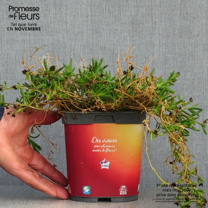 Delosperma Wheels of Wonder Orange - Ice Plant 2L/3L pot sample as delivered in autumn