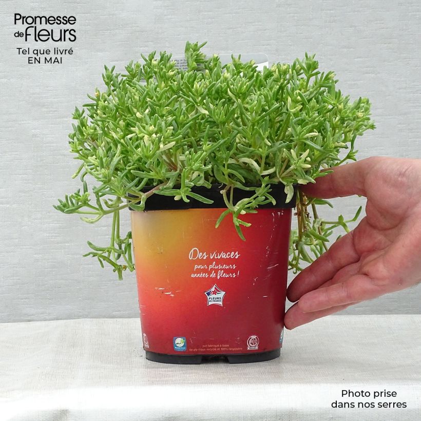 Delosperma Wheels of Wonder Orange - Ice Plant 2L/3L pot sample as delivered in spring