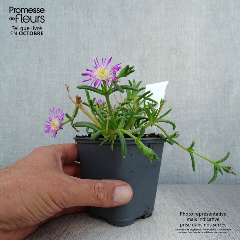 Delosperma Wheels of Wonder Violet 8/9 cm pot sample as delivered in autumn