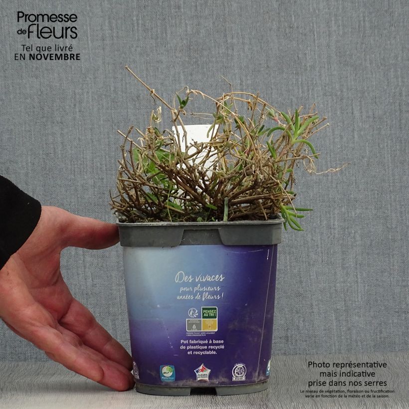Delosperma Wheels of Wonder Violet 2L/3L pot sample as delivered in autumn