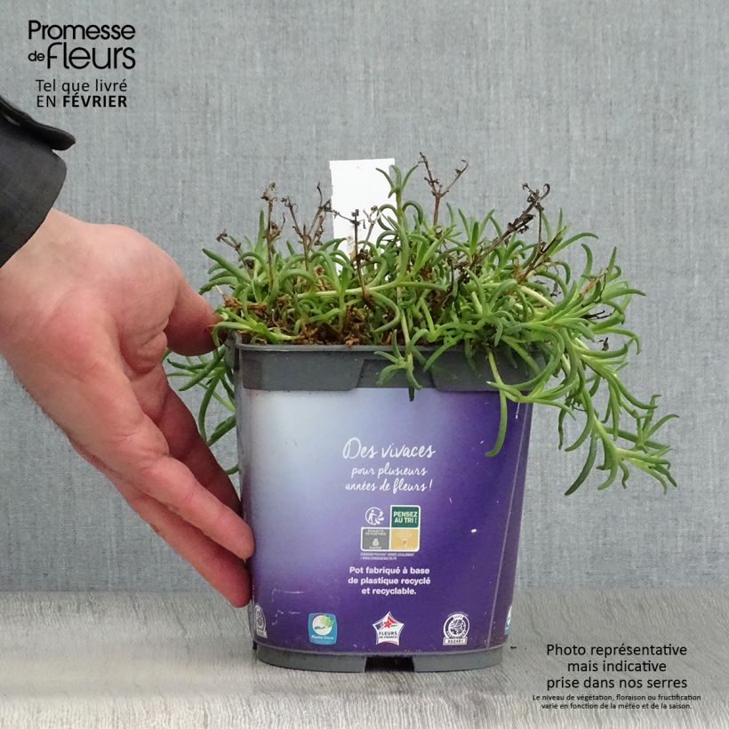 Delosperma Wheels of Wonder Violet 2L/3L pot sample as delivered in winter
