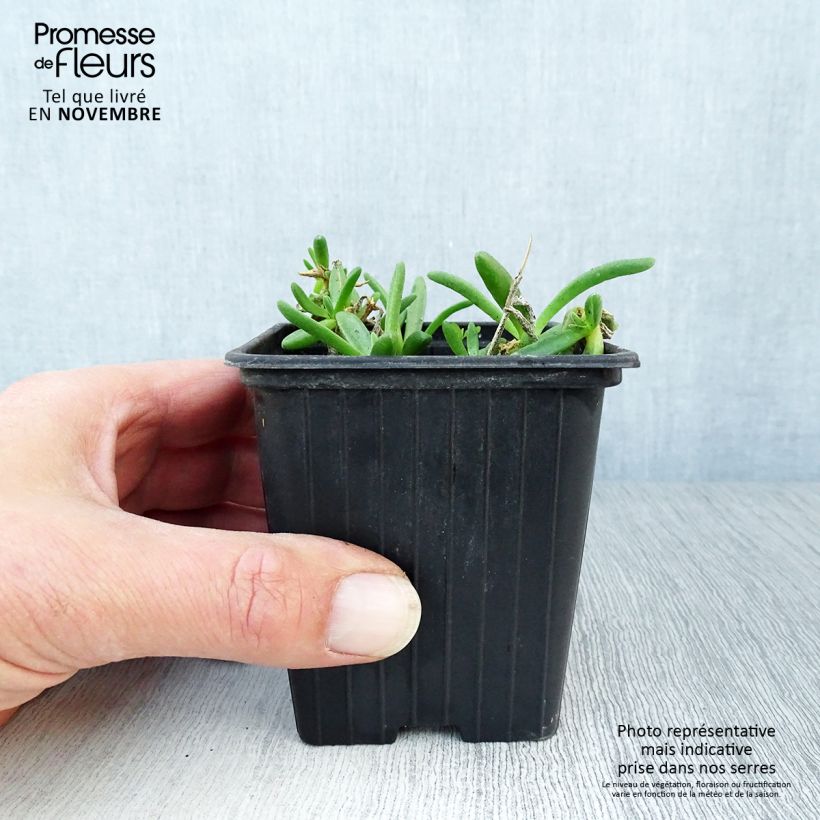 Delosperma Wheels of Wonder White - Ice Plant 7/8 cm pot sample as delivered in autumn