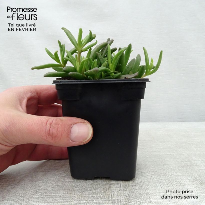 Delosperma Wheels of Wonder White - Ice Plant 7/8 cm pot sample as delivered in winter