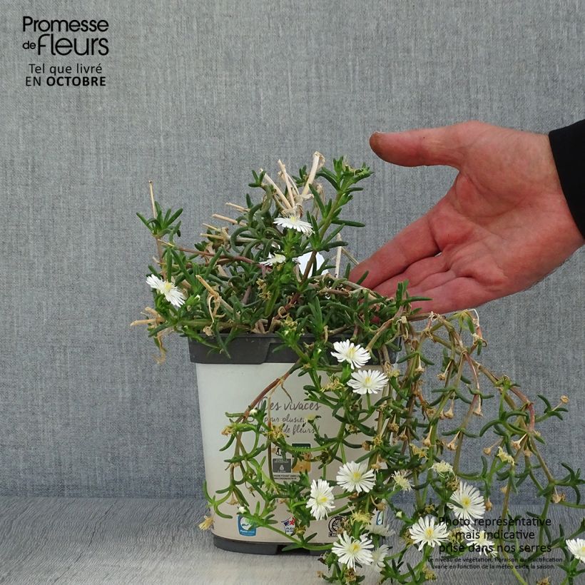 Delosperma Wheels of Wonder White - Ice Plant 2L/3L pot sample as delivered in autumn