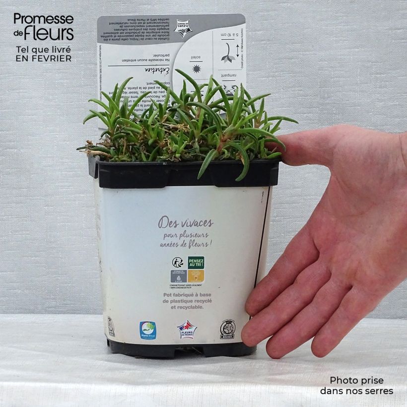 Delosperma Wheels of Wonder White - Ice Plant 2L/3L pot sample as delivered in winter