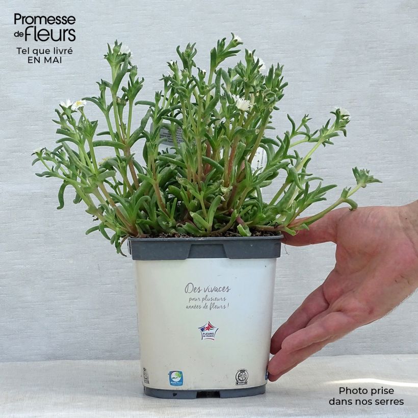 Delosperma Wheels of Wonder White - Ice Plant 2L/3L pot sample as delivered in spring