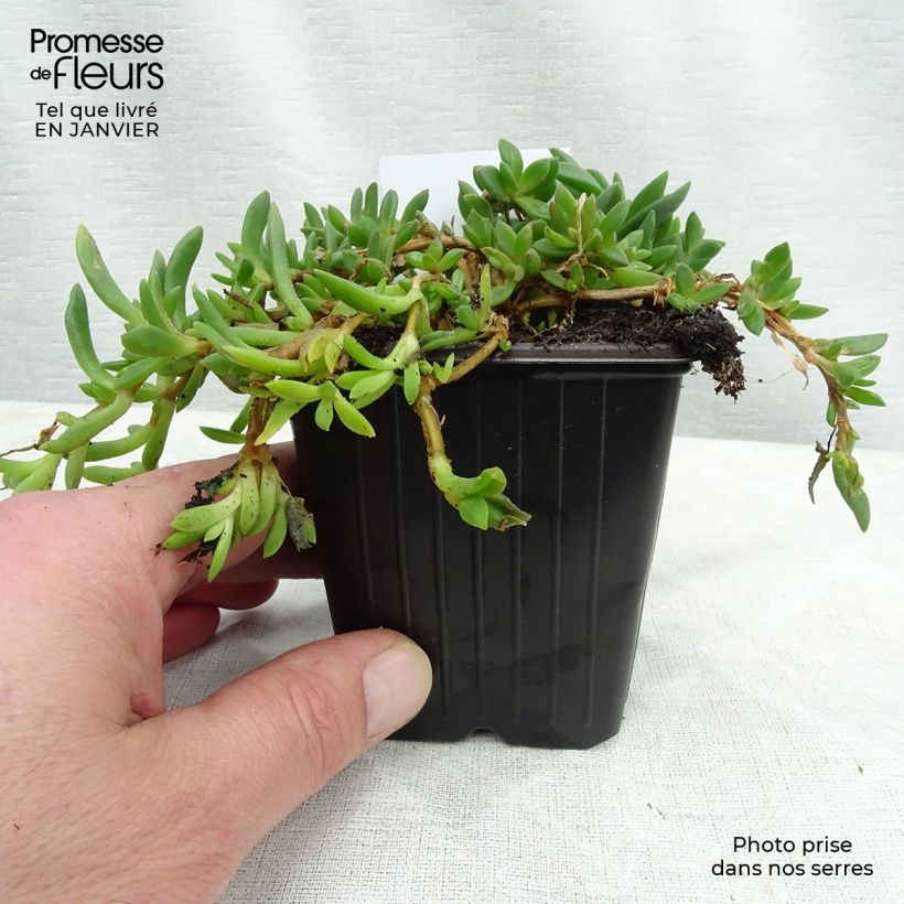 Delosperma cooperi 7/8 cm pot sample as delivered in winter