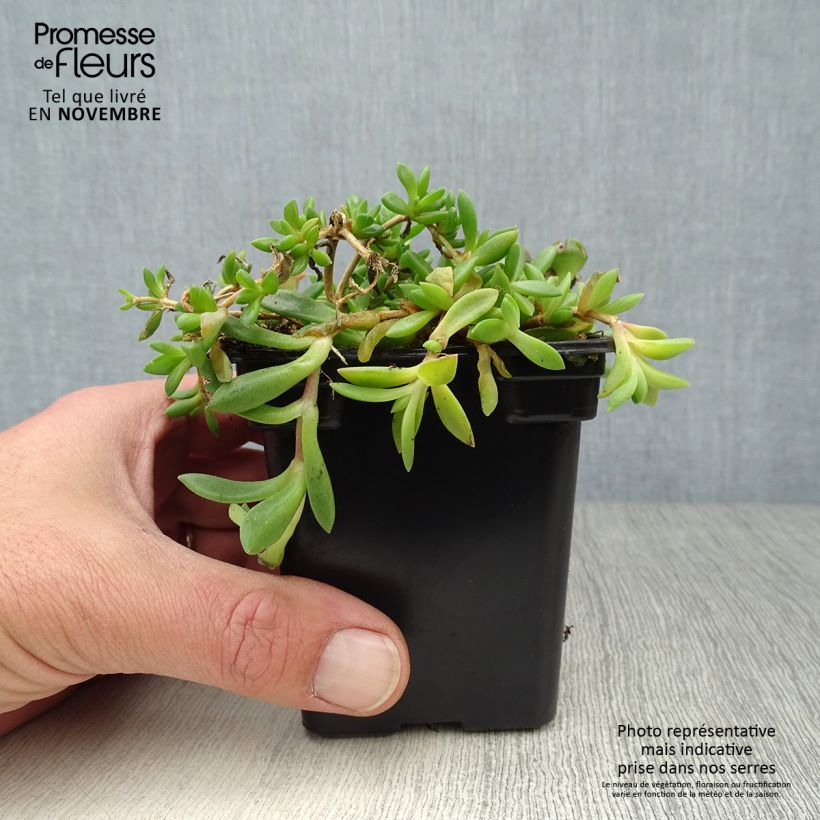 Delosperma cooperi 7/8 cm pot sample as delivered in autumn
